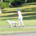 老犬の散歩で注意したい３つのポイント