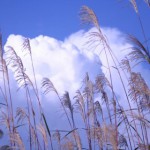 暑さ寒さも彼岸まで、というものの神戸は今日も30℃超え。