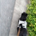 犬用ハーネスを通販してみました。レオは気に入ってくれるでしょうか。