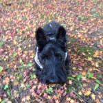 紅葉が見頃の京都でテリア犬のプチオフ会。ブラック＆ホワイトが集合。