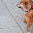 shibainu