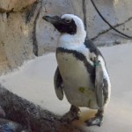 ペンギンを家で飼育してみたい。はたしてペンギンはペットになれるでしょうか。