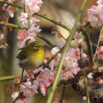 神戸市から近くて犬と一緒に梅を楽しめる公園。明石市の石ヶ谷公園へ早春を見つけに行こう。