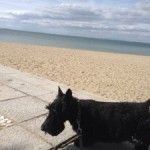愛犬と一緒に明石を散歩。密蔵院の油掛地蔵と望海浜公園に行ってきました。