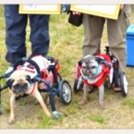 母の愛犬もお世話になった、犬用車椅子を制作されている忠祐之さんの本。「もう一度、ハッピーになった車いす犬たちの物語」