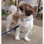 神戸市西区で出会ったワンコ。シーズー犬のシーちゃん。