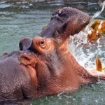 私の中で行ってみたい動物園Ｎｏ.１、北海道の旭山動物園～カバの泳ぐ姿を見たことありますか？