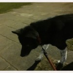 夜の公園を軽快にお散歩する神戸市西区のご長寿犬フウタ君～ペットシッターの現場から