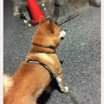 一緒に打ち合わせに参加してくれるしっかりさん、神戸市西区の柴犬のリキ君～ペットシッターの現場から