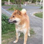 お散歩大好き！私のダイエットを応援してくれる（？）神戸市西区の柴犬の大吉くん。～ペットシッターの現場から