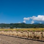 神戸市西区にある家具と雑貨とカフェのお店、フリップフロップさんでまったりしてきましたよ～ペットシッターワンコノのストップおじさん化計画