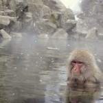 11月２６日はイイ風呂の日、ポカポカほっこり温まりましょ。～ペットシッターワンコノが愛する神戸市と明石市の日帰り温泉のお得な情報