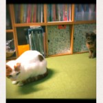 上下関係はっきり猫さんたち、加古川市のアンジュ君とチョビ君。～ペットシッターの現場から