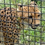 立ち止まりそうな時のヘビロテ、三百六十五歩のマーチ～水前寺清子さんはなぜチーターなのか