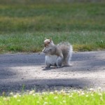 チップかデール？知っていますか見分け方～小動物さんも大歓迎,神戸市西区のペットシッターワンコノです