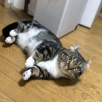 何をやってもカワイイ♡神戸市西区のマンチカンのこてつ君〜ペットシッターワンコノの猫友さんいらっしゃい