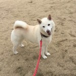 ボール遊びが大好きな神戸市西区の柴犬シロちゃん～ペットシッターワンコノの犬友さん、ありがとう