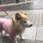 超ご長寿犬！加古川市のチャコちゃんの元気の秘訣は？～ペットシッターワンコノの犬友さんいらっしゃ～い