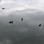 君の名は？明石の池で出合った歌舞伎顔の鳥たち。お散歩が100倍楽しくなるアプリをご紹介〜神戸市西区ペットシッターワンコノの野鳥さんもいらっしゃーい