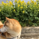 柴犬の元気くんと一緒に歩く春の道～神戸市西区ペットシッターワンコノの犬友さんいらっしゃ～い