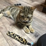 猫の尻尾は口ほどに物言う〜神戸市西区キャットシッターワンコノと猫さんのある日の会話