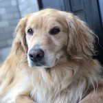 ワンちゃんネコちゃん、「ウチの子たち」の寒い時期に気をつけてあげたい3つのポイント。〜神戸市西区ペットシッターワンコノからの提案です ワンちゃんネコちゃん、「ウチの子たち」の寒い時期に気をつけてあげたい3つのポイント。〜神戸市西区ペットシッターワンコノからの提案です